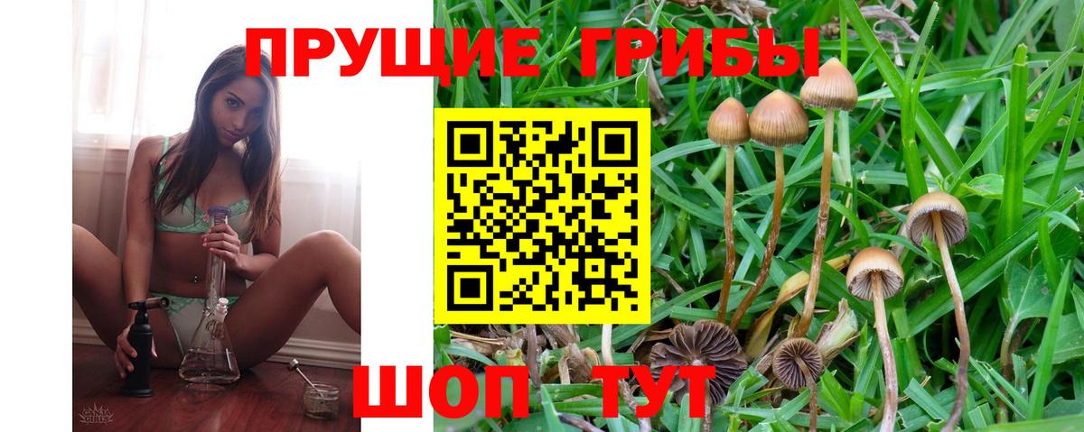 Псилоцибиновые грибы Psilocybine cubensis Ступино